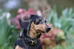 Dachshund - Smooth-haired Miniature