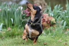 Dachshund - Smooth-haired Miniature