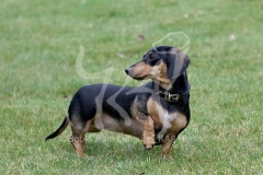 Dachshund - Smooth-haired Miniature