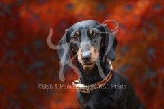 Dachshund - Smooth-haired Miniature