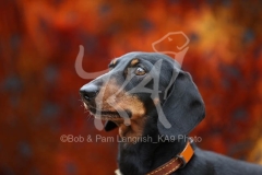 Dachshund - Smooth-haired Miniature