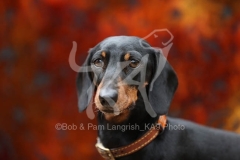 Dachshund - Smooth-haired Miniature