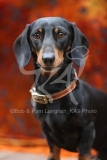 Dachshund - Smooth-haired Miniature