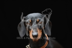 Dachshund - Smooth-haired Miniature