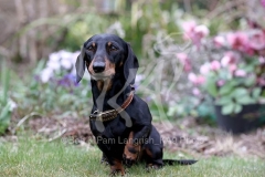 Dachshund - Smooth-haired Miniature