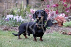 Dachshund - Smooth-haired Miniature
