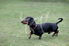Dachshund - Smooth-haired Miniature