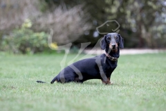 Dachshund - Smooth-haired Miniature