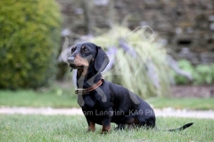 Dachshund - Smooth-haired Miniature