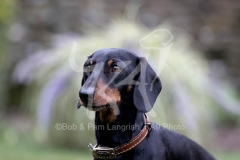 Dachshund - Smooth-haired Miniature