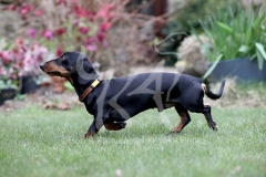 Dachshund - Smooth-haired Miniature