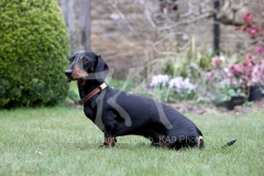 Dachshund - Smooth-haired Miniature