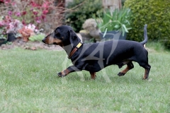 Dachshund - Smooth-haired Miniature
