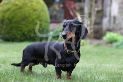 Dachshund - Smooth-haired Miniature