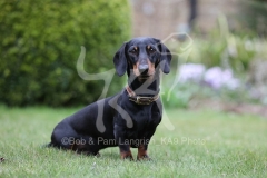 Dachshund - Smooth-haired Miniature