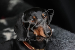 Dachshund - Smooth-haired Miniature