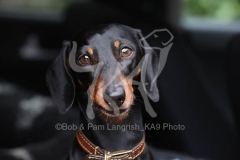 Dachshund - Smooth-haired Miniature