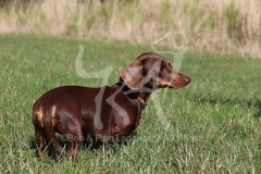 Dachshund - Smooth-haired Miniature