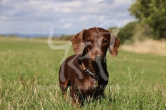 Dachshund - Smooth-haired Miniature