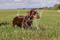 Dachshund - Smooth-haired Miniature