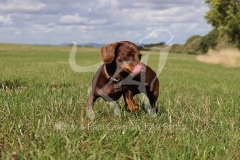 Dachshund - Smooth-haired Miniature