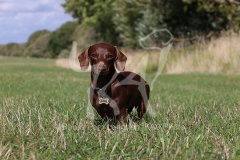 Dachshund - Smooth-haired Miniature