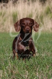 Dachshund - Smooth-haired Miniature