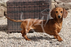 Dachshund - Smooth-haired Miniature
