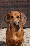 Dachshund - Smooth-haired Miniature