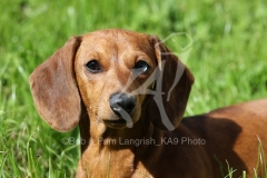 Dachshund - Smooth-haired Miniature