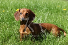 Dachshund - Smooth-haired Miniature