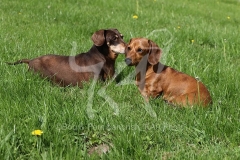 Dachshund - Smooth-haired Miniature