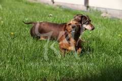 Dachshund - Smooth-haired Miniature