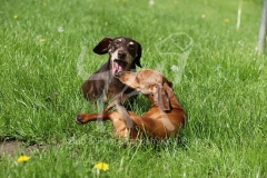 Dachshund - Smooth-haired Miniature