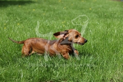 Dachshund - Smooth-haired Miniature