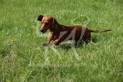 Dachshund - Smooth-haired Miniature