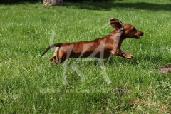 Dachshund - Smooth-haired Miniature