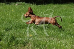 Dachshund - Smooth-haired Miniature
