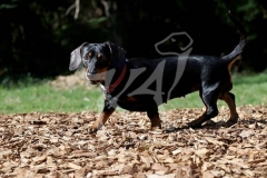 Dachshund - Smooth-haired Miniature