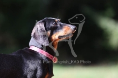 Dachshund - Smooth-haired Miniature