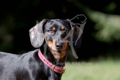 Dachshund - Smooth-haired Miniature