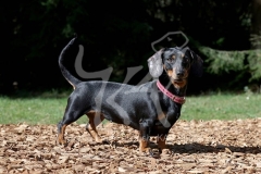 Dachshund - Smooth-haired Miniature