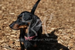 Dachshund - Smooth-haired Miniature