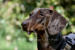 Dachshund - Smooth-haired Miniature
