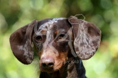 Dachshund - Smooth-haired Miniature