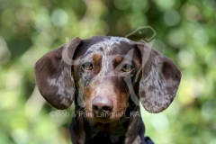 Dachshund - Smooth-haired Miniature
