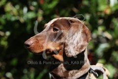 Dachshund - Smooth-haired Miniature