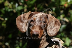 Dachshund - Smooth-haired Miniature