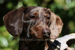 Dachshund - Smooth-haired Miniature