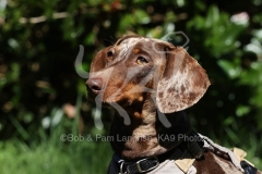 Dachshund - Smooth-haired Miniature